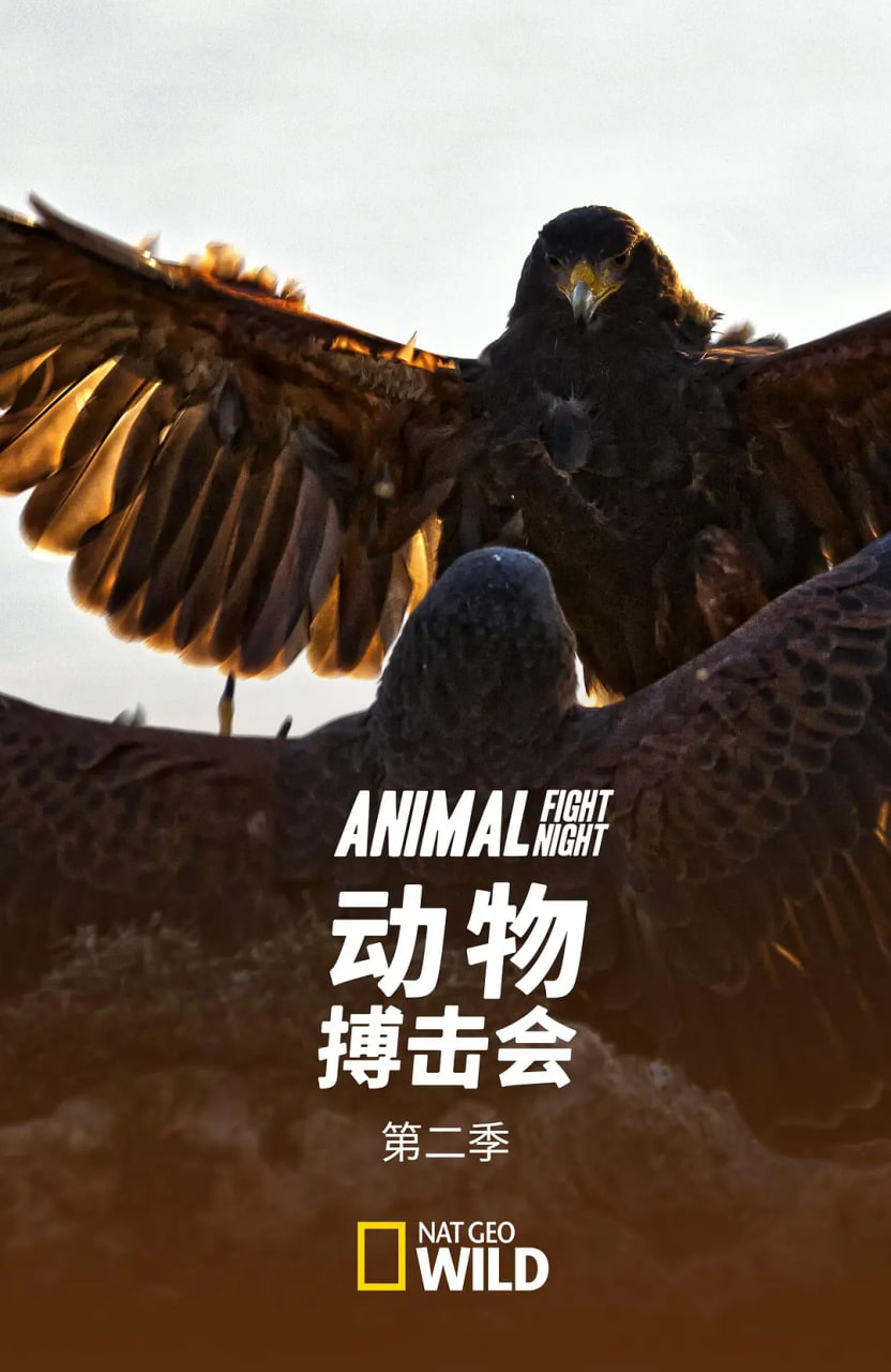 动物搏击会第二季